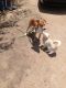 Labrador Retriever Puppies for sale in Irvine, CA 92606, USA. price: $200