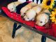 Labrador Retriever Puppies for sale in Bangor, PA 18013, USA. price: NA