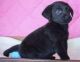 Labrador Retriever Puppies for sale in Marysville, CA, USA. price: $750
