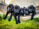 Labrador Retriever Puppies for sale in Kapolei, HI, USA. price: $2,500