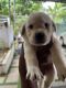 Labrador Retriever Puppies for sale in Villonni Rd, Arpookara, Kerala 686008, India. price: 15000 INR