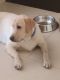 Labrador Retriever Puppies for sale in Padmashali Colony, Indira Nagar, Kavadiguda, Secunderabad, Telangana 500080, India. price: NA