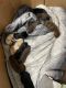 Labrador Retriever Puppies for sale in Henderson, NC, USA. price: $80,000