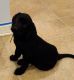 Labrador Retriever Puppies for sale in Louisville, KY 40299, USA. price: $500