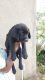 Labrador Retriever Puppies for sale in Ranchi, Jharkhand, India. price: 15000 INR