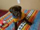 Labrador Retriever Puppies for sale in Roland, OK, USA. price: $100