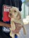 Labrador Retriever Puppies for sale in Barker, NY 14012, USA. price: $800
