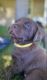 Labrador Retriever Puppies for sale in Post Falls, ID 83854, USA. price: $850