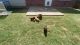 Labrador Retriever Puppies for sale in Justin, TX 76247, USA. price: $550