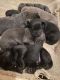 Labrador Retriever Puppies for sale in 4283 Stanley Rd, Brewton, AL 36426, USA. price: NA