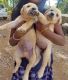 Labrador Retriever Puppies for sale in Thiruvananthapuram, Kerala, India. price: 6000 INR