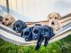 Labrador Retriever Puppies for sale in Makakilo, HI 96707, USA. price: $2,500