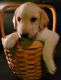 Labrador Retriever Puppies for sale in Mt Vernon, KY, USA. price: NA