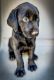 Labrador Retriever Puppies for sale in Makakilo, HI 96707, USA. price: NA