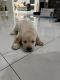 Labrador Retriever Puppies for sale in Miami, FL, USA. price: $1,000