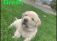 Labrador Retriever Puppies for sale in Nephi, UT 84648, USA. price: $1,000