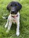 Labrador Retriever Puppies for sale in Prescott, WI 54021, USA. price: $550