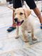 Labrador Retriever Puppies for sale in Pundrak, Haryana 132001, India. price: 6000 INR