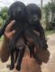 Labrador Retriever Puppies for sale in Buxar, Bihar, India. price: 10000 INR