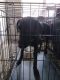 Labrador Retriever Puppies for sale in Hahira, GA 31632, USA. price: NA