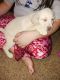 Labrador Retriever Puppies for sale in Orange, MA, USA. price: $800