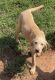 Labrador Retriever Puppies for sale in Hardy, VA 24101, USA. price: NA