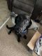Labrador Retriever Puppies for sale in Fayetteville, NC, USA. price: $400