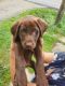 Labrador Retriever Puppies for sale in 2584 S Work St, Falconer, NY 14733, USA. price: $600