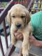Labrador Retriever Puppies for sale in Garden Valley, ID 83622, USA. price: NA