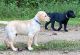 Labrador Retriever Puppies for sale in Salyersville, KY 41465, USA. price: NA