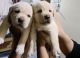 Labrador Retriever Puppies for sale in Nashik, Maharashtra, India. price: 12000 INR
