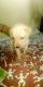 Labrador Retriever Puppies for sale in Vijayawada, Andhra Pradesh, India. price: 15000 INR