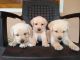 Labrador Retriever Puppies for sale in Ambalavayal, Kerala 673593, India. price: 9000 INR