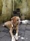 Labrador Retriever Puppies for sale in Kodungallur, Kerala, India. price: 100 INR