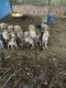 Labrador Retriever Puppies for sale in Cumming, GA, USA. price: $600