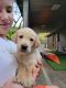Labrador Retriever Puppies for sale in Auburn, CA 95603, USA. price: NA
