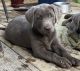Labrador Retriever Puppies for sale in Pikeville, KY 41501, USA. price: NA