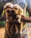 Labrador Retriever Puppies for sale in Thengana, Kerala, India. price: NA