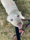 Labrador Retriever Puppies for sale in Elsie, MI 48831, USA. price: NA