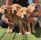 Labrador Retriever Puppies for sale in Santa Monica, CA, USA. price: NA