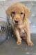 Labrador Retriever Puppies for sale in Manhattan, New York, NY, USA. price: NA