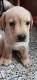 Labrador Retriever Puppies for sale in Andul, Howrah, West Bengal, India. price: 18000 INR