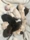 Labrador Retriever Puppies for sale in Casco, WI, USA. price: $800