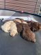 Labrador Retriever Puppies for sale in Benson, NC 27504, USA. price: $900