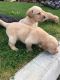 Labrador Retriever Puppies for sale in New York, NY, USA. price: $450