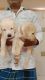 Labrador Retriever Puppies for sale in Basaveshwar Nagar, Bengaluru, Karnataka 560079, India. price: 10000 INR