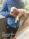Labrador Retriever Puppies for sale in Diva, Thane, Maharashtra 400612, India. price: 9000 INR