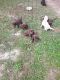 Labrador Retriever Puppies for sale in 4210 Nesmith Rd, Plant City, FL 33567, USA. price: $400