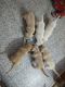 Labrador Retriever Puppies for sale in Andul, Howrah, West Bengal, India. price: 10000 INR