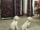 Labrador Retriever Puppies for sale in Muzaffarpur, Bihar, India. price: 6500 INR